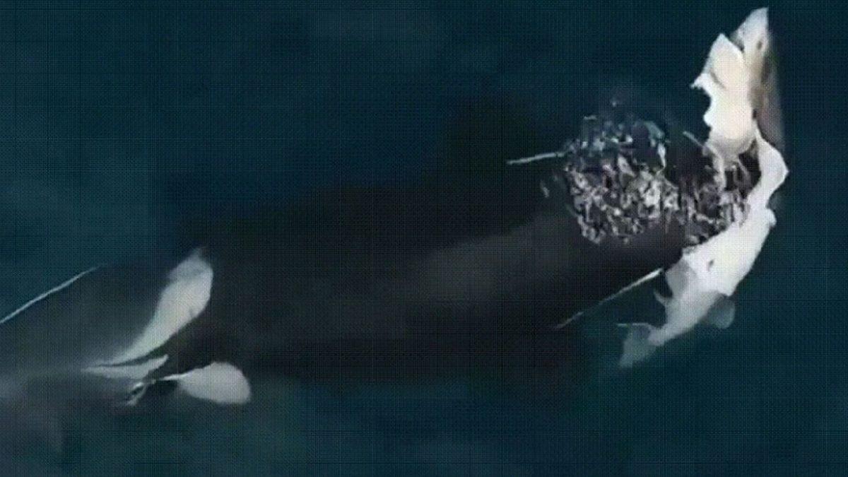 Köpek Balıkları, Yunuslardan Neden Bu Kadar Çok Korkarlar? Cevabı Sandığınız Kadar Basit Değil!