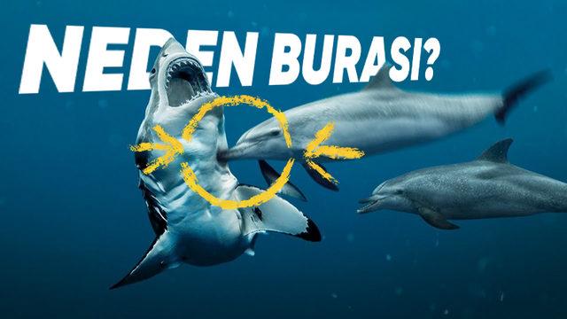 Köpek Balıkları, Yunuslardan Neden Bu Kadar Çok Korkarlar? Cevabı Sandığınız Kadar Basit Değil!