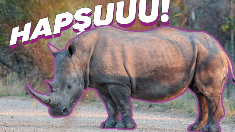 Dışkılarıyla ve Hapşırarak İletişim Kurabilen Gergedanların Bunu Nasıl Yaptıklarını Öğrenince Çok Şaşıracaksınız