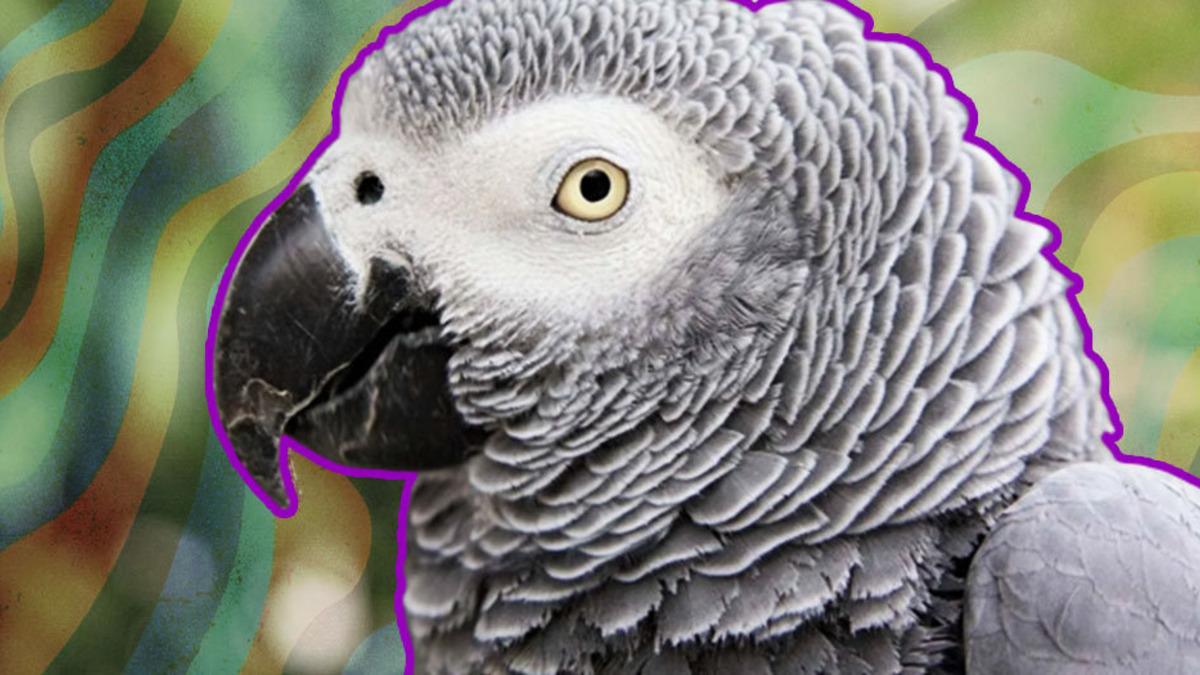 Tam Bir Taklit Ustası Olan Jako Papağanlarının Ne Kadar Zeki Olduğunu Kanıtlayan Özellikleri