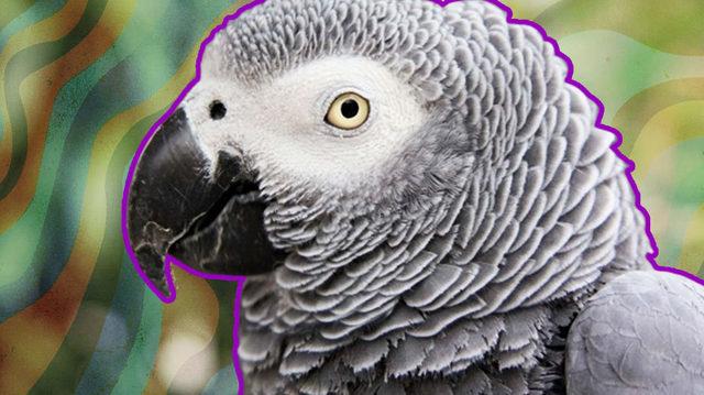 Tam Bir Taklit Ustası Olan Jako Papağanlarının Ne Kadar Zeki Olduğunu Kanıtlayan Özellikleri