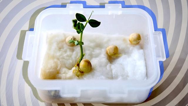 Çocukken Okulda Yaptığımız Bu Bilimsel Deneyleri Hatırlayınca İçiniz Cızz Edecek!