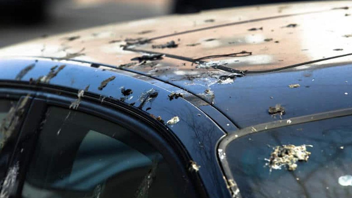 Kuş Pisliklerinin Aracın Boyasına Verdiği Zararı Görünce Bundan Sonra İki Kez Dikkat Edeceksiniz!