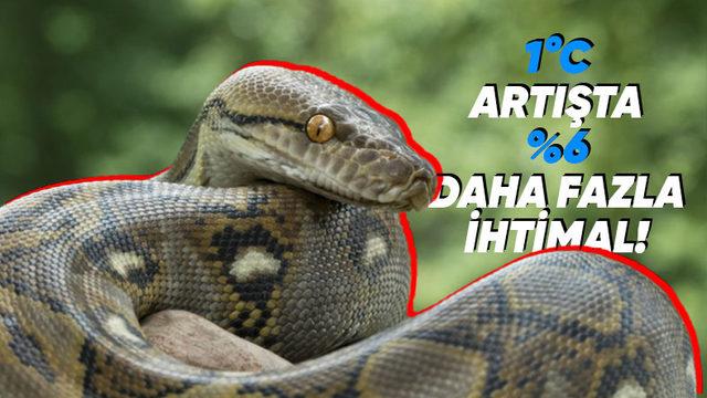 Sıcaklık Arttıkça Bir Yılan Tarafından Isırılma İhtimalimiz de Artıyor: Peki Nasıl?
