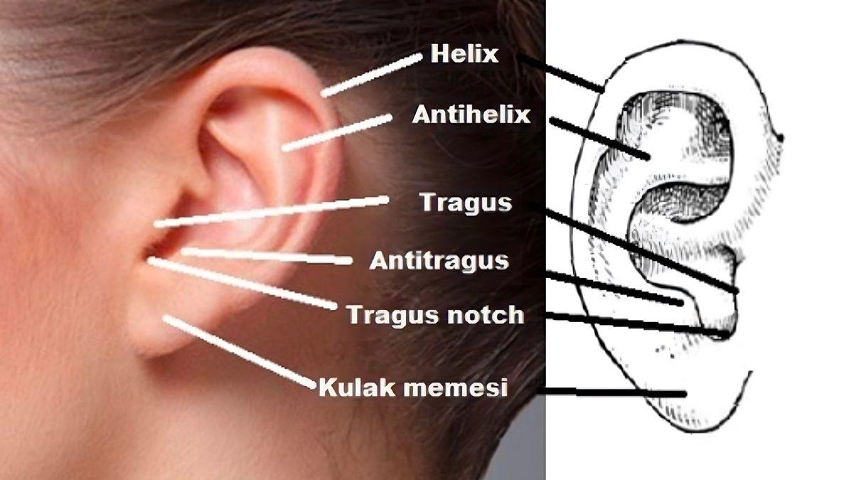 Kulaklarımız, Vücudumuzun Diğer Kısımlarına Kıyasla Neden Bu Kadar Kıvrımlı?