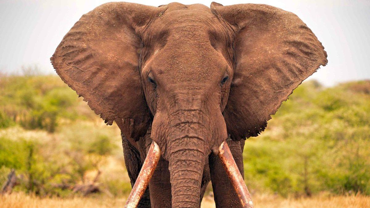 Kulaklarımız, Vücudumuzun Diğer Kısımlarına Kıyasla Neden Bu Kadar Kıvrımlı?