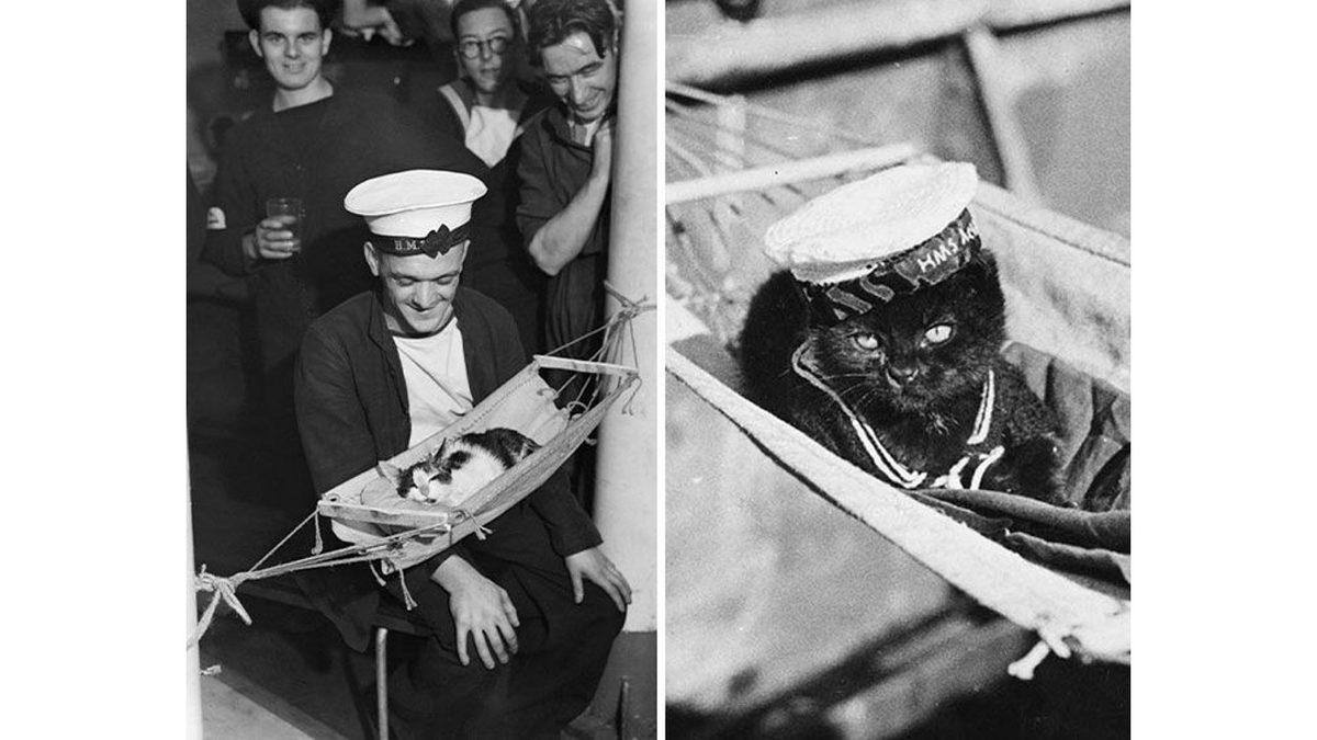 Kim Demiş Kediler Su Sevmez Diye: Bir Zamanlar Mürettebatla Açık Denizlere Açılan 