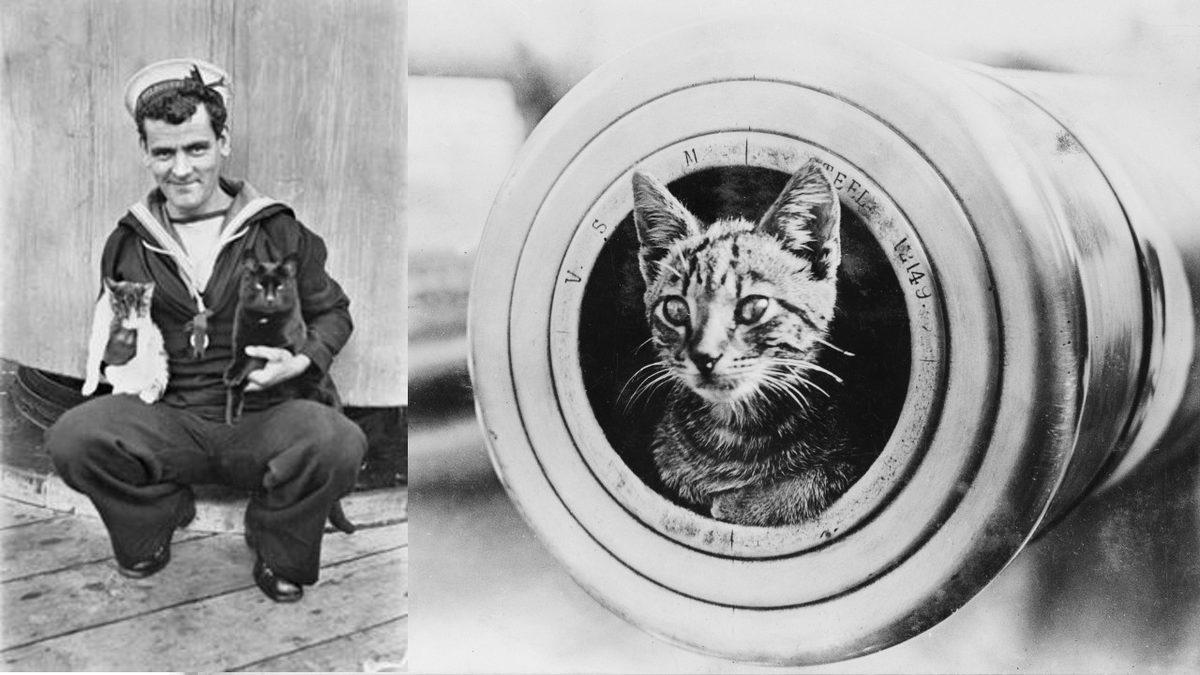 Kim Demiş Kediler Su Sevmez Diye: Bir Zamanlar Mürettebatla Açık Denizlere Açılan 