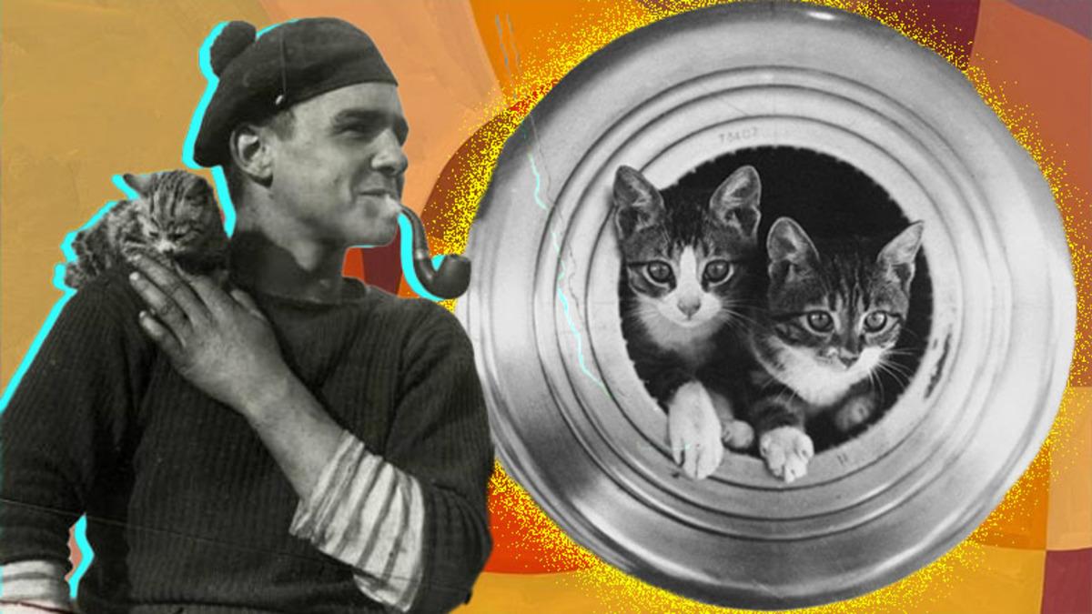 Kim Demiş Kediler Su Sevmez Diye: Bir Zamanlar Mürettebatla Açık Denizlere Açılan "Gemi Kedileri"