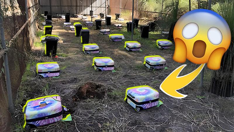 Suç Vakalarını Daha İyi Çözebilmek Adına Yapılan "Bavullardaki Ölü Bedenler Simülasyonu": Böcekler Büyük Rol Oynuyor!