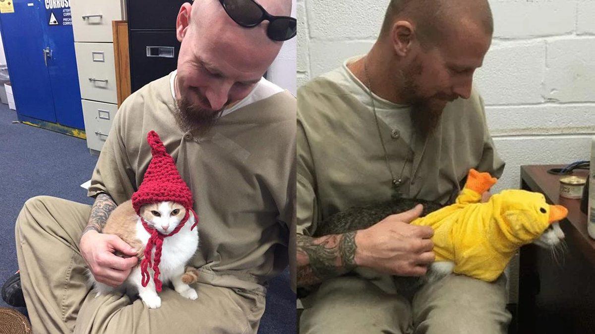 Herhangi Bir Suça Karışmamalarına Rağmen Hapishanede Yaşayan Kediler: Aslında Harika Bir Amaca Hizmet Ediyorlar!