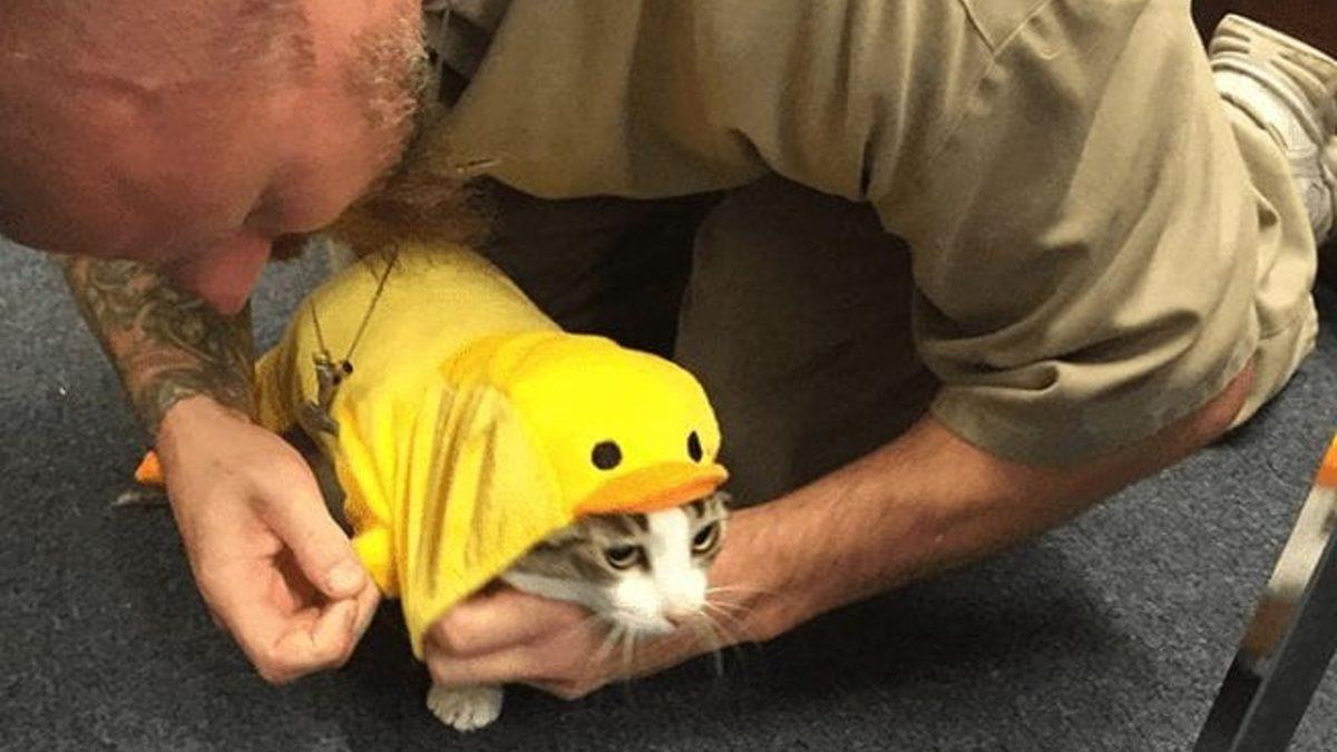 Herhangi Bir Suça Karışmamalarına Rağmen Hapishanede Yaşayan Kediler: Aslında Harika Bir Amaca Hizmet Ediyorlar!