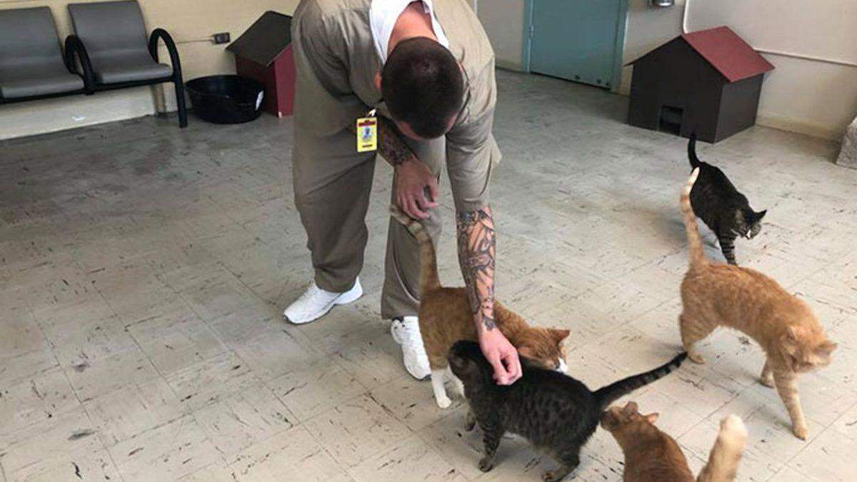 Herhangi Bir Suça Karışmamalarına Rağmen Hapishanede Yaşayan Kediler: Aslında Harika Bir Amaca Hizmet Ediyorlar!