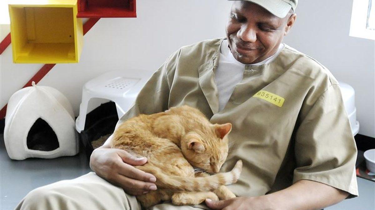 Herhangi Bir Suça Karışmamalarına Rağmen Hapishanede Yaşayan Kediler: Aslında Harika Bir Amaca Hizmet Ediyorlar!