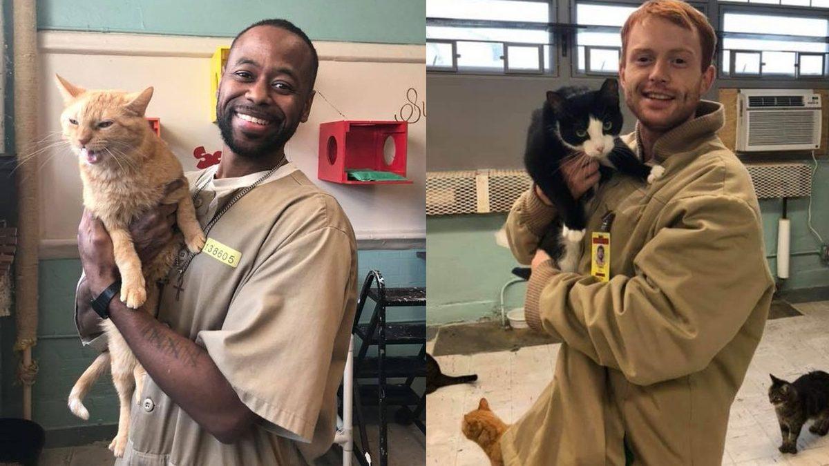 Herhangi Bir Suça Karışmamalarına Rağmen Hapishanede Yaşayan Kediler: Aslında Harika Bir Amaca Hizmet Ediyorlar!