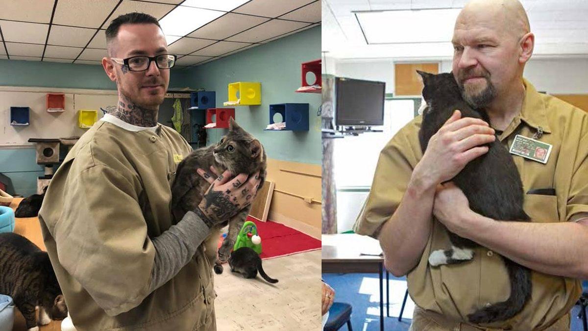 Herhangi Bir Suça Karışmamalarına Rağmen Hapishanede Yaşayan Kediler: Aslında Harika Bir Amaca Hizmet Ediyorlar!