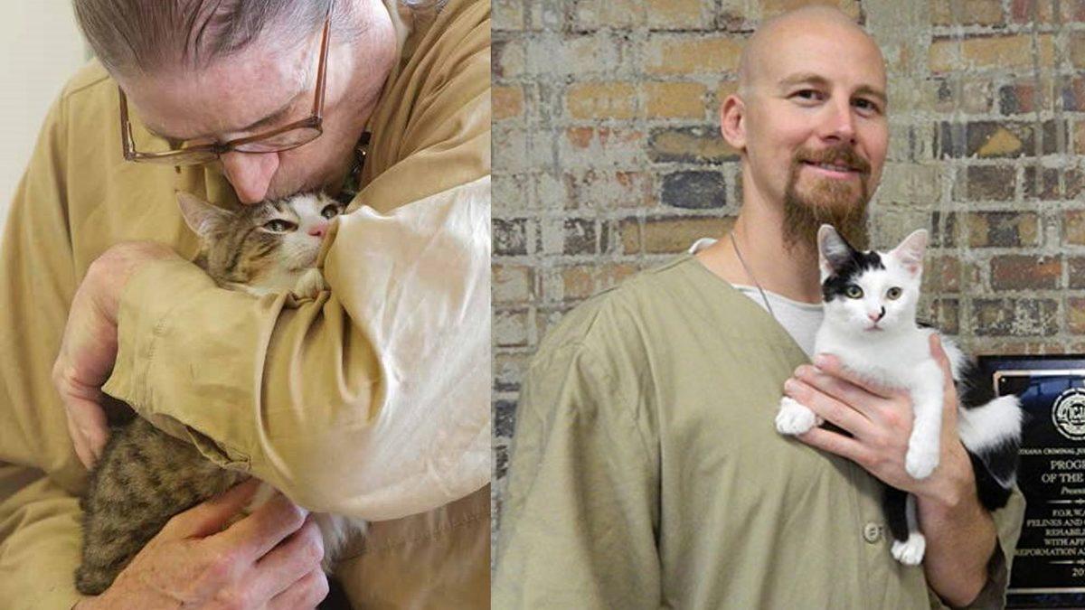 Herhangi Bir Suça Karışmamalarına Rağmen Hapishanede Yaşayan Kediler: Aslında Harika Bir Amaca Hizmet Ediyorlar!