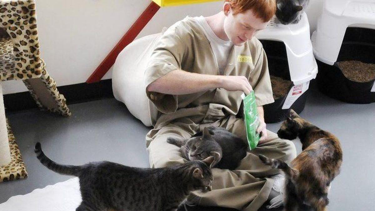 Herhangi Bir Suça Karışmamalarına Rağmen Hapishanede Yaşayan Kediler: Aslında Harika Bir Amaca Hizmet Ediyorlar!