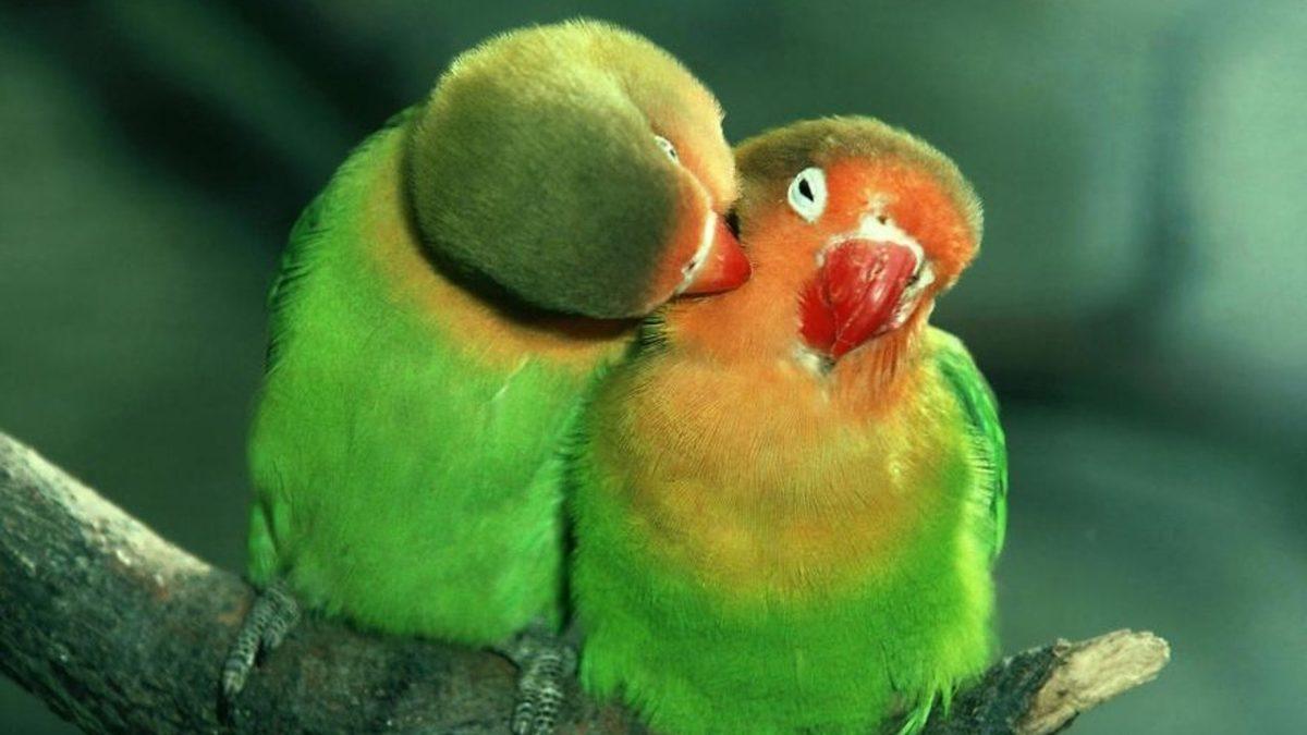 İnsanlar Olarak Neden Diğer Canlılar Gibi Çiftleşme Dönemine Girmeyiz? Yoksa Giriyoruz da Farkında mı Değiliz?