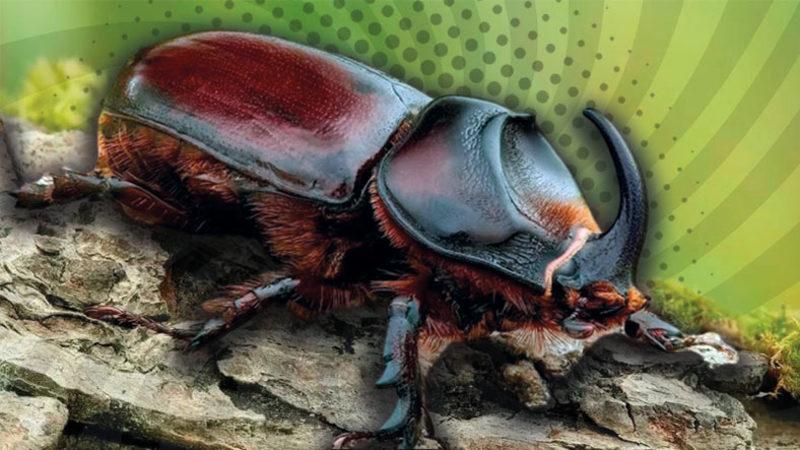 Boylarına Rağmen Güçlerini Öğrenince Hayret Edeceksiniz: Gergedan Böcekleri Hakkında İlginç Bilgiler