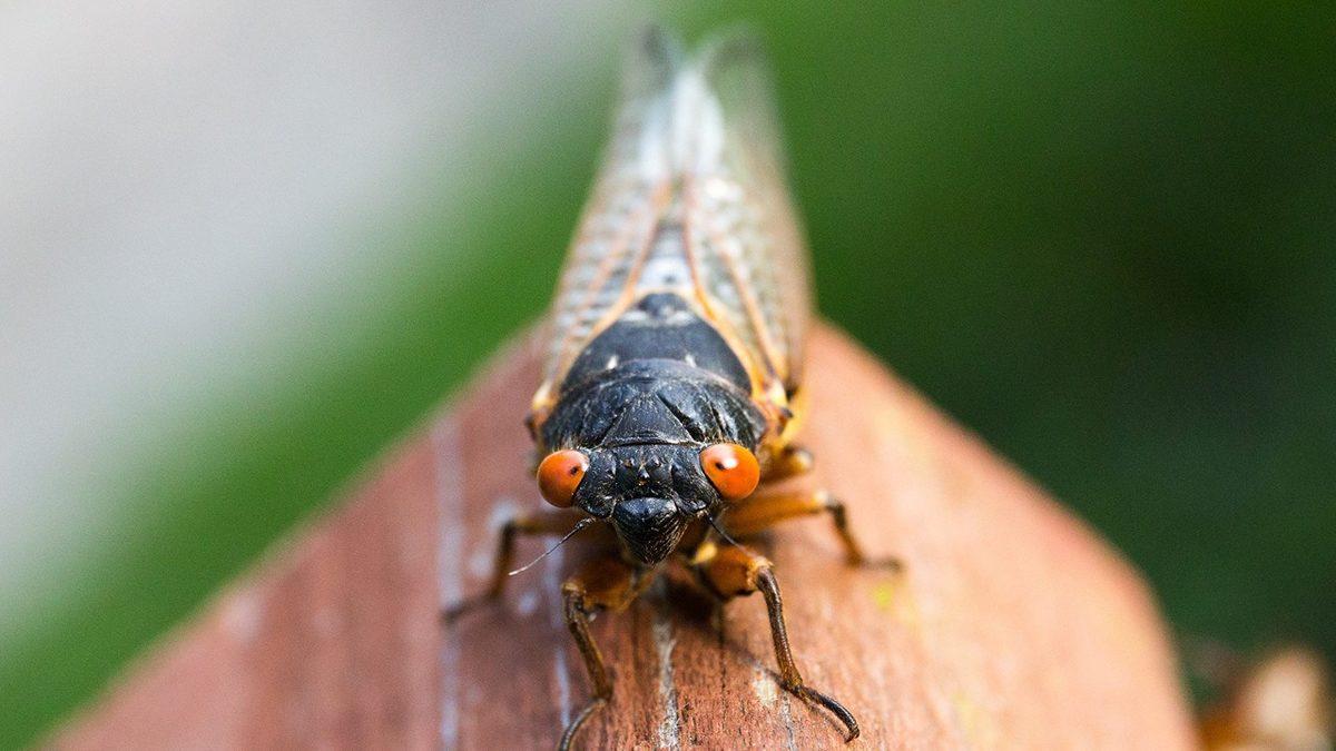 Şu Sıralar “Cıır Cıııır“ Öten Ağustos Böcekleri Neden Sadece Ağustos Ayında Ortaya Çıkıyor?
