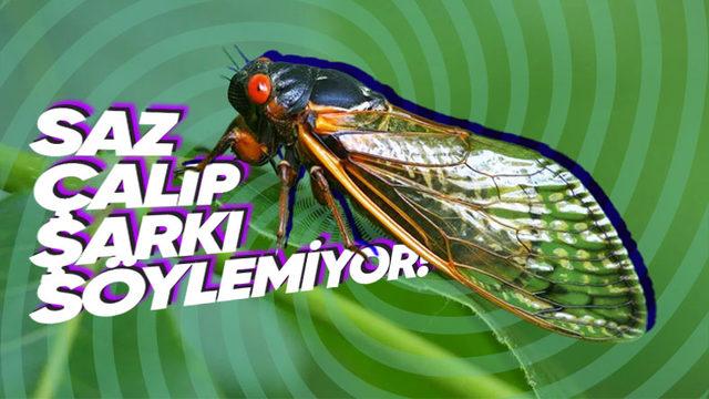 Şu Sıralar “Cıır Cıııır“ Öten Ağustos Böcekleri Neden Sadece Ağustos Ayında Ortaya Çıkıyor?