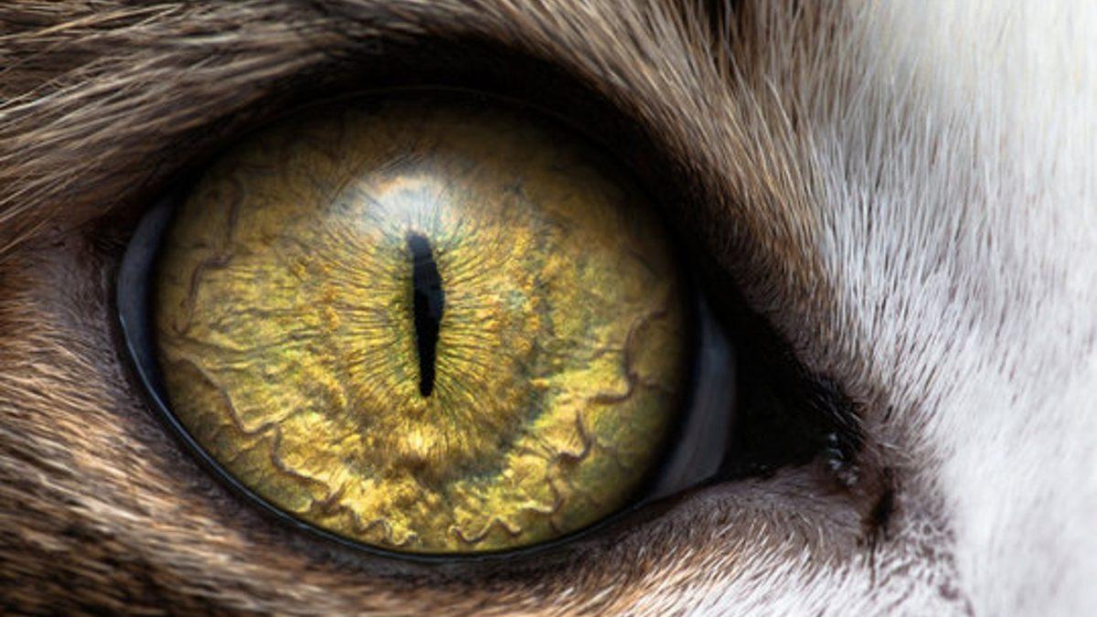 “Ben Hayvanları Gözünden Tanırım” Diyenler Buraya: Hangi Gözün Hangi Hayvana Ait Olduğunu Bulabilecek misin?