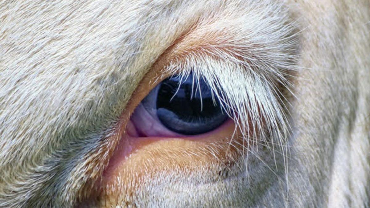 “Ben Hayvanları Gözünden Tanırım” Diyenler Buraya: Hangi Gözün Hangi Hayvana Ait Olduğunu Bulabilecek misin?