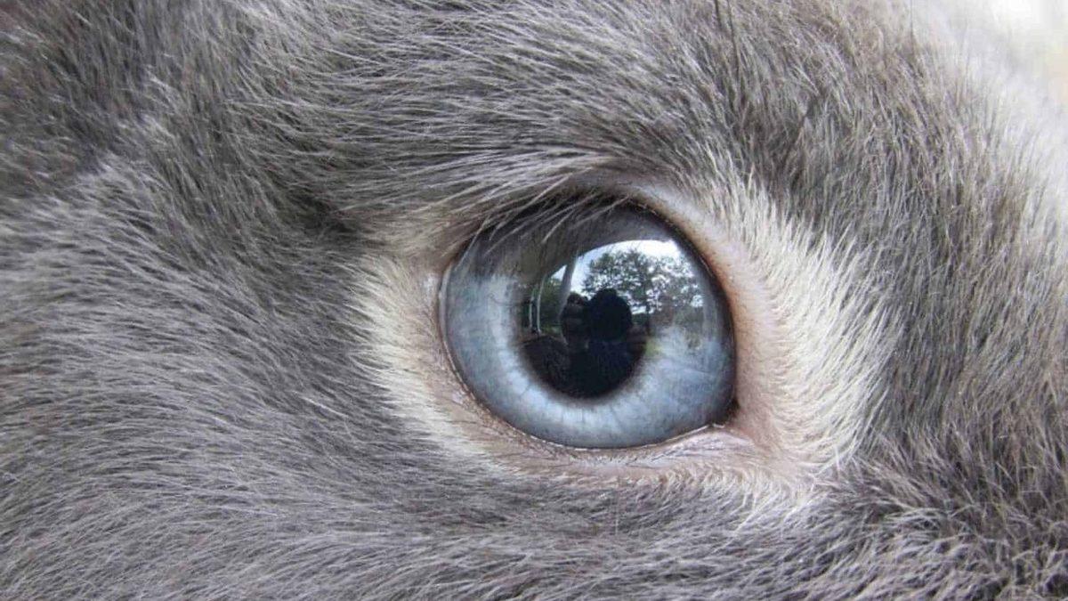 “Ben Hayvanları Gözünden Tanırım” Diyenler Buraya: Hangi Gözün Hangi Hayvana Ait Olduğunu Bulabilecek misin?