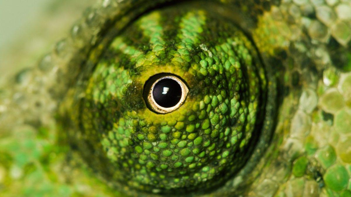 “Ben Hayvanları Gözünden Tanırım” Diyenler Buraya: Hangi Gözün Hangi Hayvana Ait Olduğunu Bulabilecek misin?