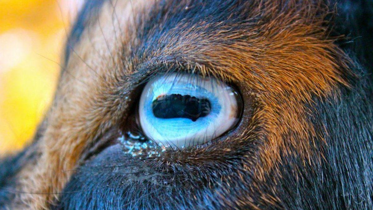 “Ben Hayvanları Gözünden Tanırım” Diyenler Buraya: Hangi Gözün Hangi Hayvana Ait Olduğunu Bulabilecek misin?