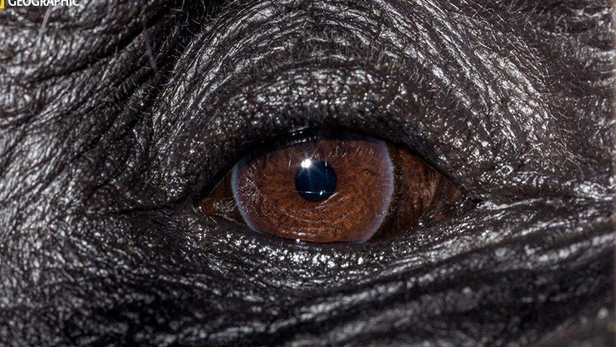 “Ben Hayvanları Gözünden Tanırım” Diyenler Buraya: Hangi Gözün Hangi Hayvana Ait Olduğunu Bulabilecek misin?