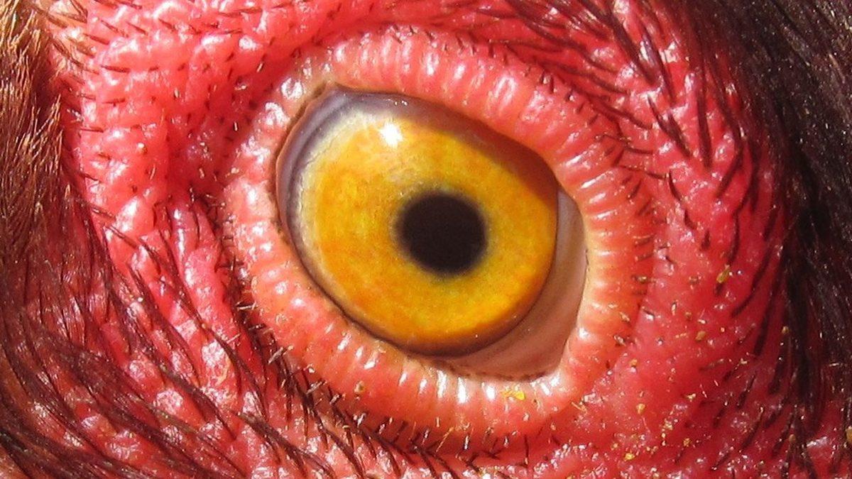 “Ben Hayvanları Gözünden Tanırım” Diyenler Buraya: Hangi Gözün Hangi Hayvana Ait Olduğunu Bulabilecek misin?