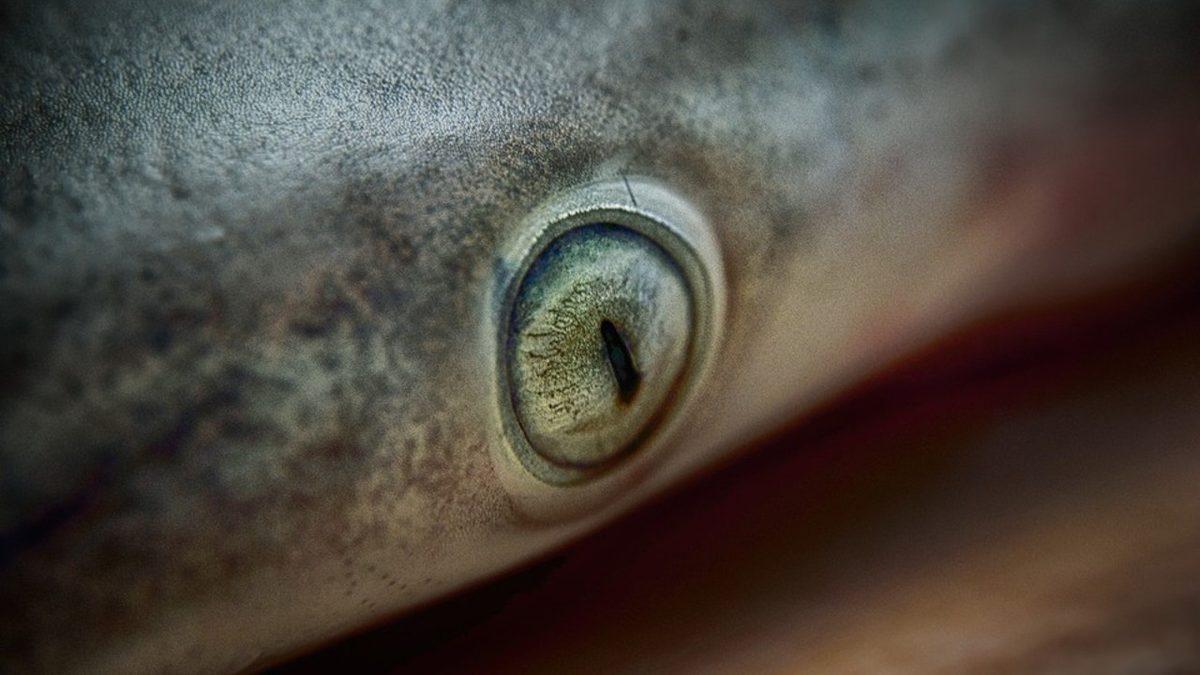 “Ben Hayvanları Gözünden Tanırım” Diyenler Buraya: Hangi Gözün Hangi Hayvana Ait Olduğunu Bulabilecek misin?