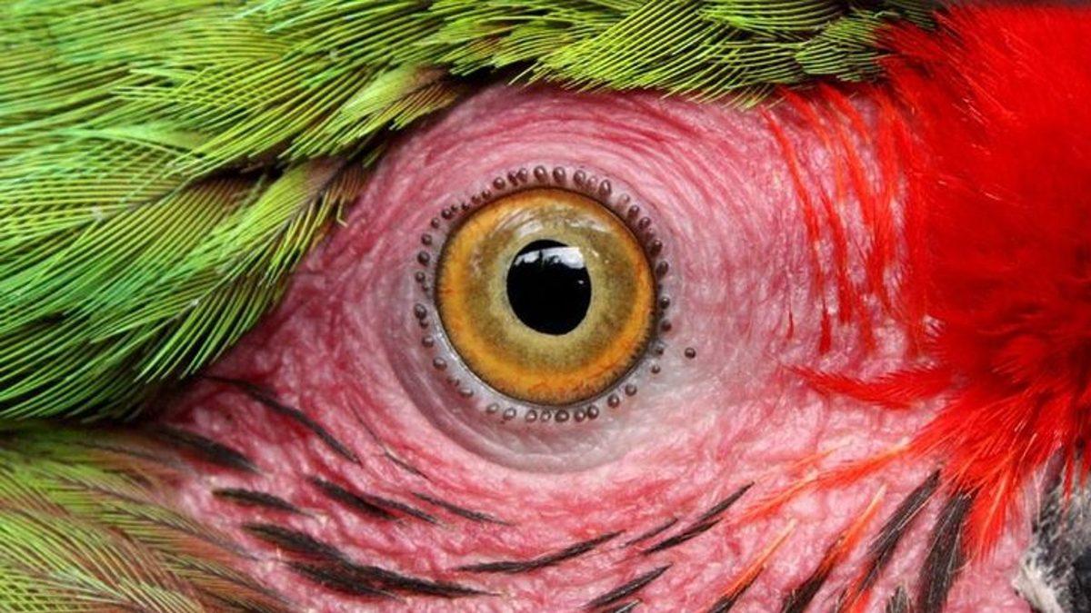 “Ben Hayvanları Gözünden Tanırım” Diyenler Buraya: Hangi Gözün Hangi Hayvana Ait Olduğunu Bulabilecek misin?