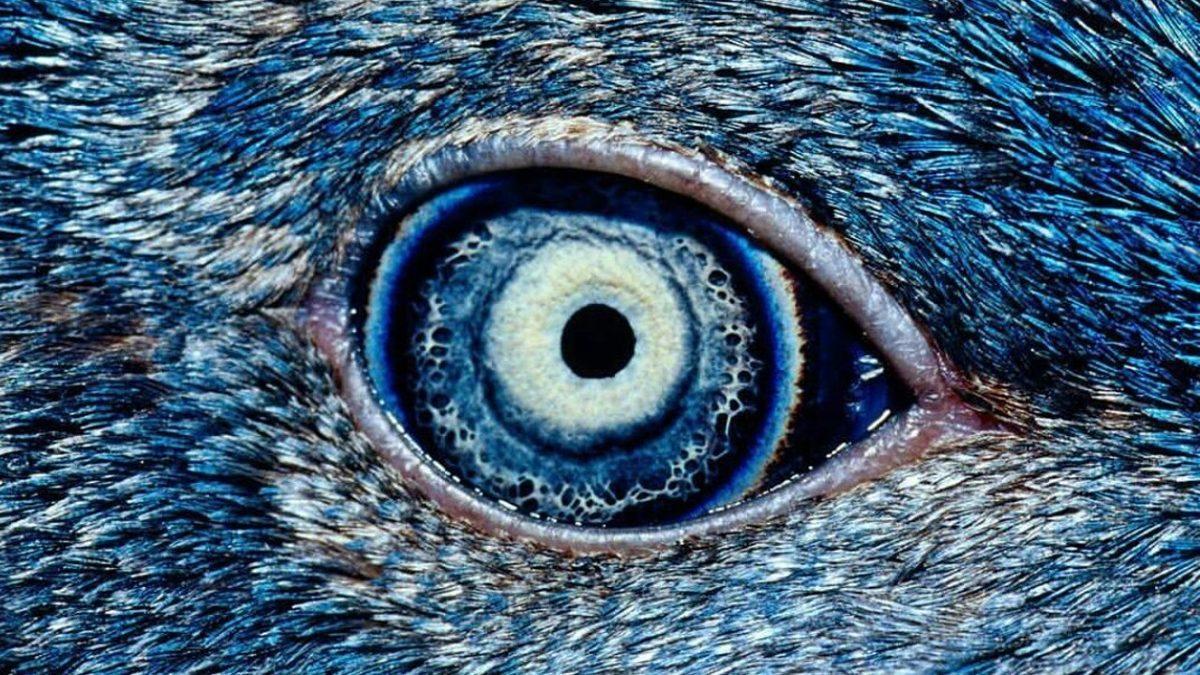 “Ben Hayvanları Gözünden Tanırım” Diyenler Buraya: Hangi Gözün Hangi Hayvana Ait Olduğunu Bulabilecek misin?