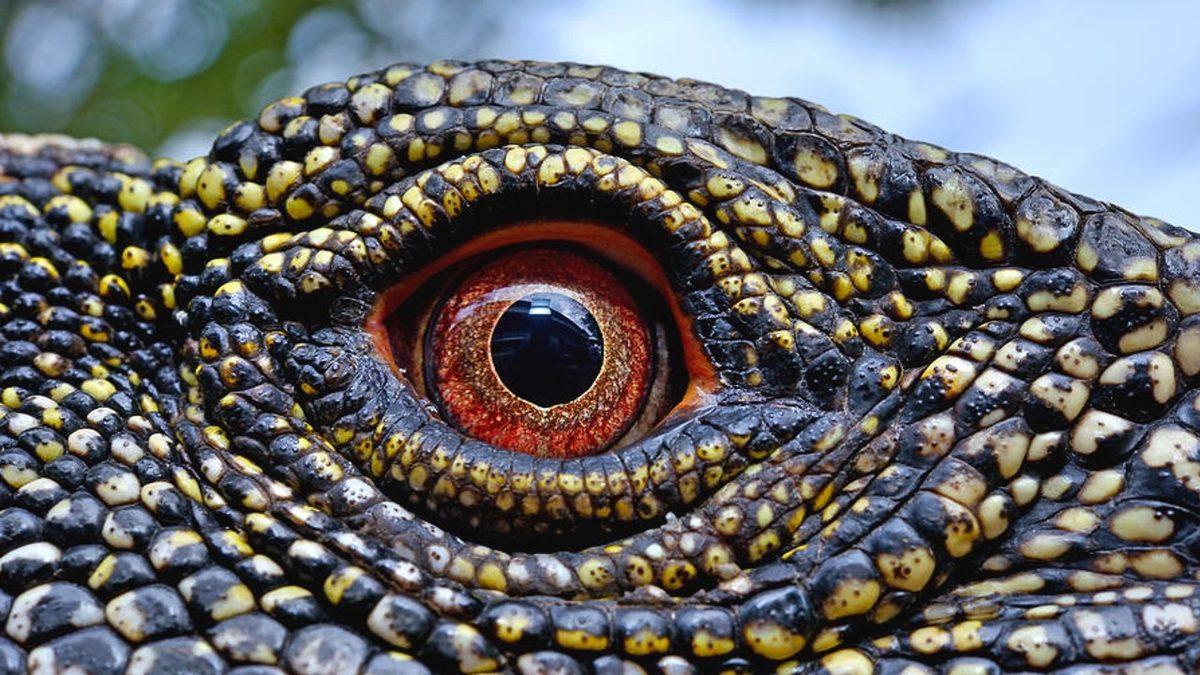 “Ben Hayvanları Gözünden Tanırım” Diyenler Buraya: Hangi Gözün Hangi Hayvana Ait Olduğunu Bulabilecek misin?