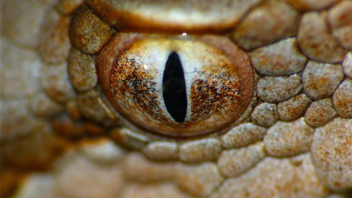 “Ben Hayvanları Gözünden Tanırım” Diyenler Buraya: Hangi Gözün Hangi Hayvana Ait Olduğunu Bulabilecek misin?