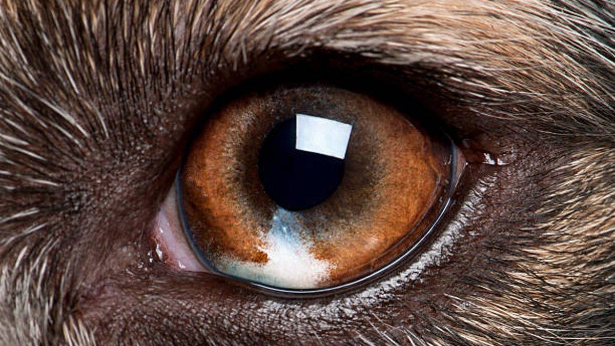 “Ben Hayvanları Gözünden Tanırım” Diyenler Buraya: Hangi Gözün Hangi Hayvana Ait Olduğunu Bulabilecek misin?