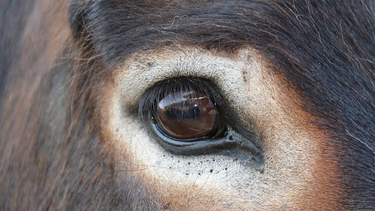 “Ben Hayvanları Gözünden Tanırım” Diyenler Buraya: Hangi Gözün Hangi Hayvana Ait Olduğunu Bulabilecek misin?
