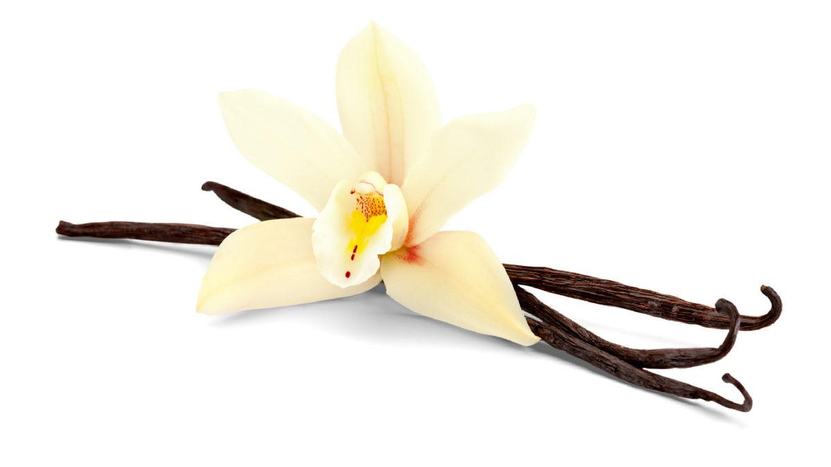 O Dondurmayı Yalarken İki Kez Düşünün: Vanilya Özü, Aslında Kunduzların 