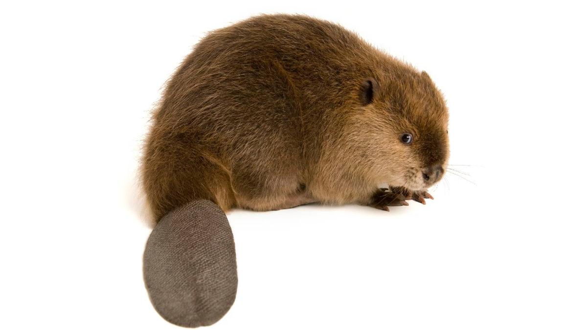 O Dondurmayı Yalarken İki Kez Düşünün: Vanilya Özü, Aslında Kunduzların 