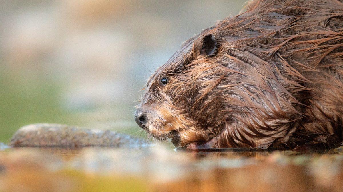 O Dondurmayı Yalarken İki Kez Düşünün: Vanilya Özü, Aslında Kunduzların 