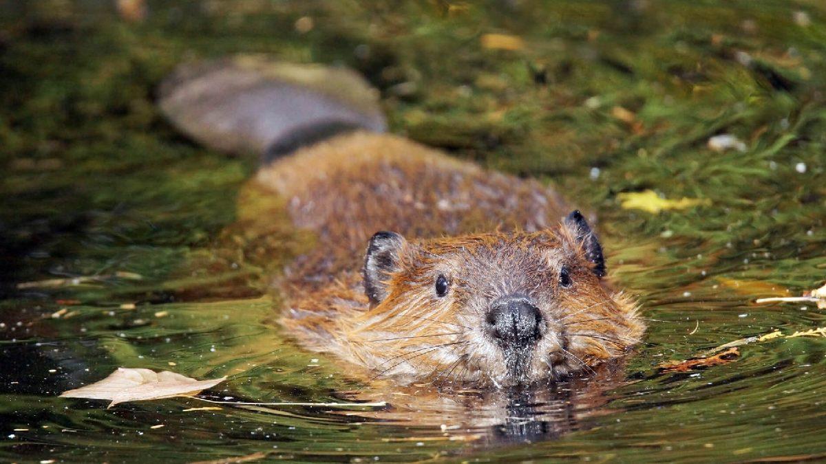 O Dondurmayı Yalarken İki Kez Düşünün: Vanilya Özü, Aslında Kunduzların 