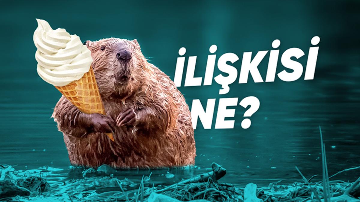 O Dondurmayı Yalarken İki Kez Düşünün: Vanilya Özü, Aslında Kunduzların "Anal" Bezlerinden mi Sağılıyor?