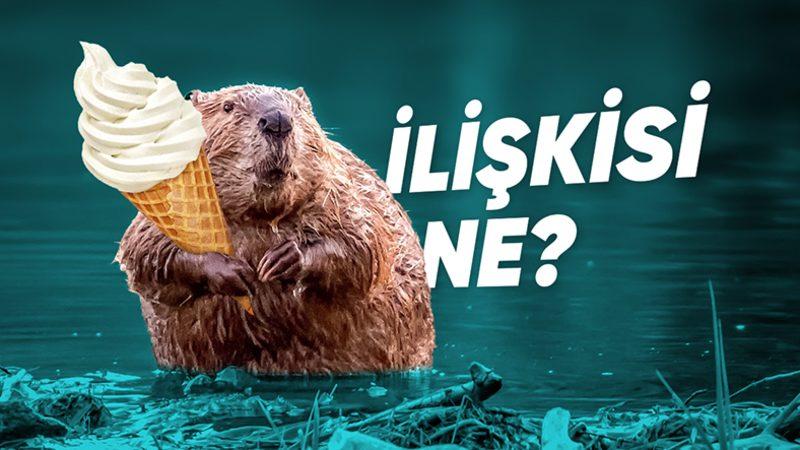 O Dondurmayı Yalarken İki Kez Düşünün: Vanilya Özü, Aslında Kunduzların "Anal" Bezlerinden mi Sağılıyor?