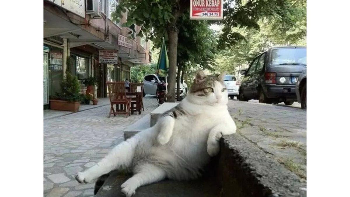 Bütün Kediler Bir Anda Yok Olsaydı Gezegenimizde Ne Gibi Değişiklikler Olurdu? (Kalp Krizi Riskimiz Bile Artabilir!)