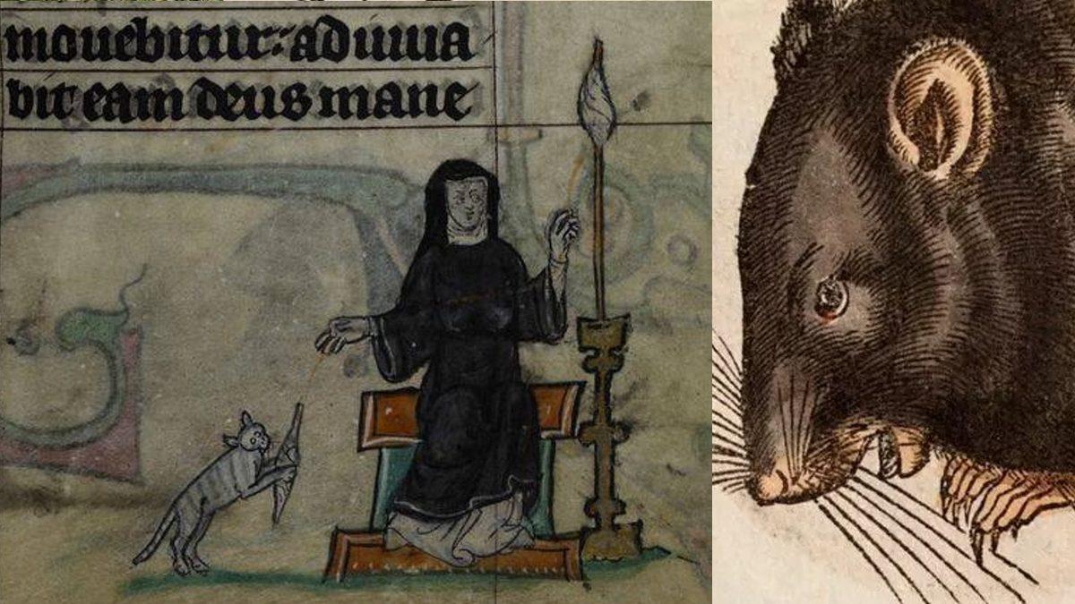 Bütün Kediler Bir Anda Yok Olsaydı Gezegenimizde Ne Gibi Değişiklikler Olurdu? (Kalp Krizi Riskimiz Bile Artabilir!)