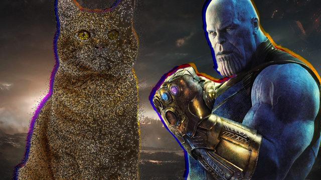 Bütün Kediler Bir Anda Yok Olsaydı Gezegenimizde Ne Gibi Değişiklikler Olurdu? (Kalp Krizi Riskimiz Bile Artabilir!)