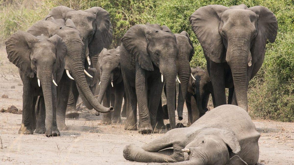 Ölen Arkadaşlarının Fotoğrafına Bakıp Ağladıkları Bile Görülen Hayvanlar, Gerçekten İnsanlar Gibi Yas Tutarlar mı?